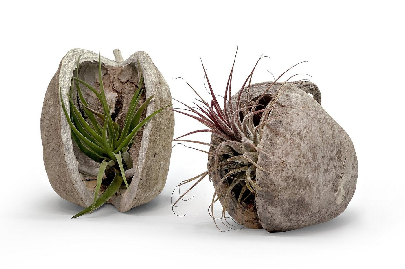 meinvipshop Dekoobjekt Pterygota alata Schale weiß mit Tillansia 2er Set (set, 2x Pterygota alata Nuss Schale in weiß mit echten Tillandsien) von meinvipshop