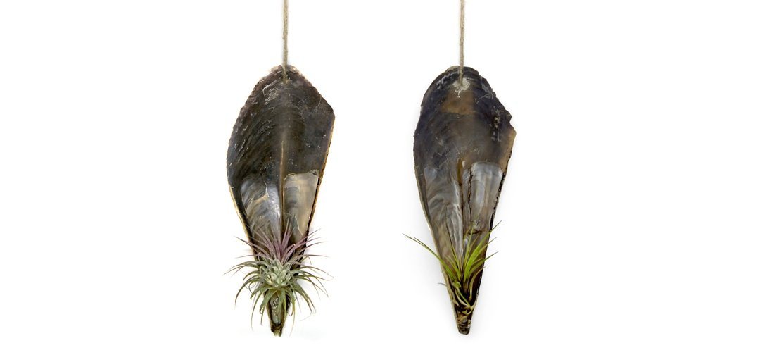 meinvipshop Hängedekoration Faszinierende Pinnidae Muschel mit Tillandsia 2 er Set, outdoorgeeignet von meinvipshop