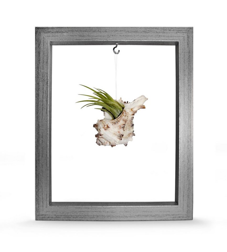 meinvipshop Hängedekoration Kombination aus Muschel mit Tillandsia in Rahmen silber von meinvipshop