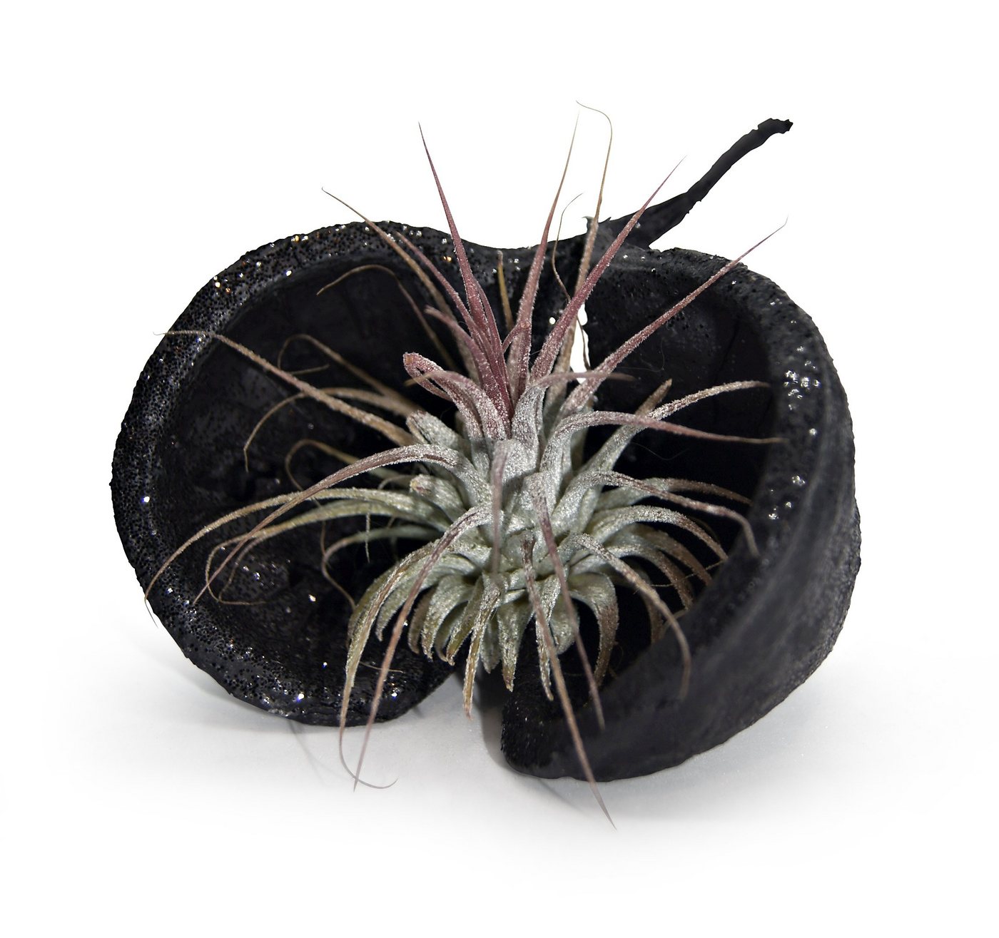 meinvipshop Hängedekoration Pterygota alata Schale schwarz mit Tillandsia 1er Set rosa (Set, Pterygota alata Nuss Schale & einer echten lebenden Tillandsia) von meinvipshop