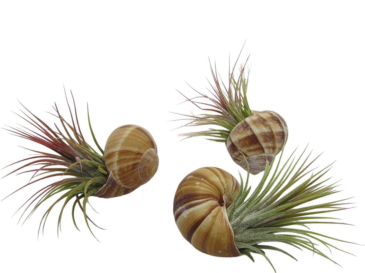 meinvipshop Hängedekoration Schnecke Helix pomatia im 3er Set mit echter Tillandsie Luftpflanze (Set, 3er Set) von meinvipshop