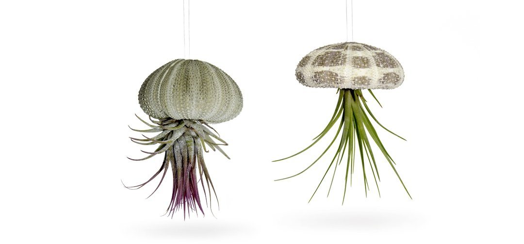 meinvipshop Hängedekoration Seeigelgehäuse mit echter Tillandsia 2 er Set (Set, 4 St., 2er Set), 2er Set mit echten, lebenden Pflanzen von meinvipshop