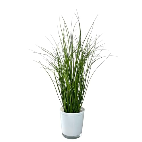 naninoa Künstlicher Grasbusch im weißen Glastopf ca. 55cm. Moderne Dekoration für Zuhause, Bürodekoration, Kunstpflanze, Kunstgras von naninoa