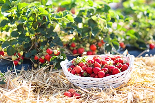 naturling Garten-Holzwolle 5kg für Erdbeeren und Gemüse - unbehandelte Natur Kiefer Gemüsewolle zum Mulchen von naturling