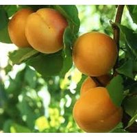 15 X Aprikosenbaumsamen | Prunus Armenaica von plantmad48