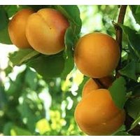 5 X Aprikosenbaumsamen | Prunus Armenaica von plantmad48