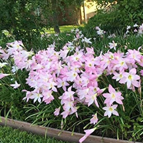 100 Stück/Beutel, Lilien-Zwiebelsamen, Pflanzsamen voller Vitalität, gute Ernte, produktive Bonsai-Samen mit hoher Keimung für den Garten Rosa von pofluany