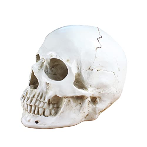 pologmase Halloween-Skelett-Schädel - Life Size & Mini Human Skull Resin Model Art Craft - Simulation Realistische Menschlicher Schädel Kopf Knochen Harz Statue Tischdekoration Party Supplies von pologmase