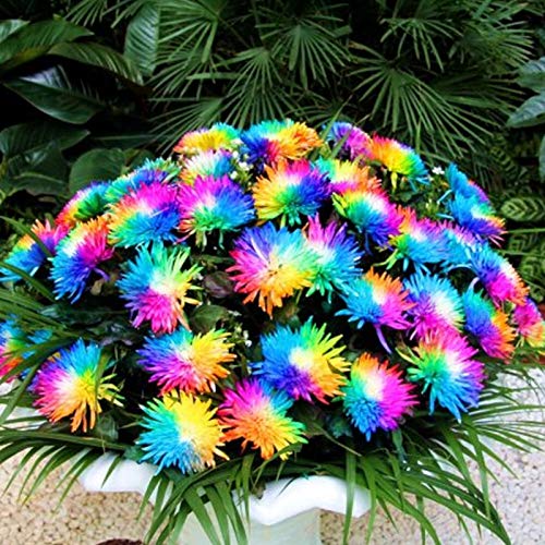 puran 1 Beutel Rainbow Chrysanthemum Seeds, Auffällige Dürreresistente Bunte Balkon-Bonsai-Samen Für Den Regenbogen-Chrysanthemensamen von puran