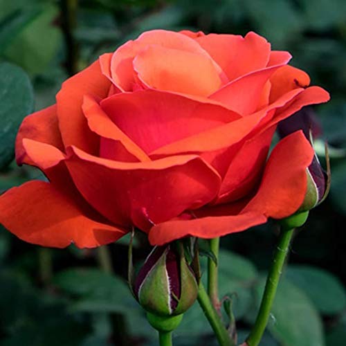 puran 100 Stück/Beutel Rosensamen Zum Pflanzen, Süß Hohe Keimrate Mehrfarbige Mehrjährige Pflanze Bonsai Rose Blumen Samen Für Den Hof rot Rosensamen von puran