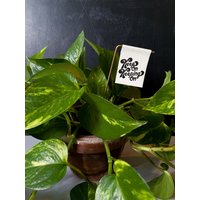 Keep On Keeping Plant Stake - Leinwand Druck Pflanzen Dekor Tiny Art Mini Print Motivationszitat Zimmerpflanze von threethirtysix