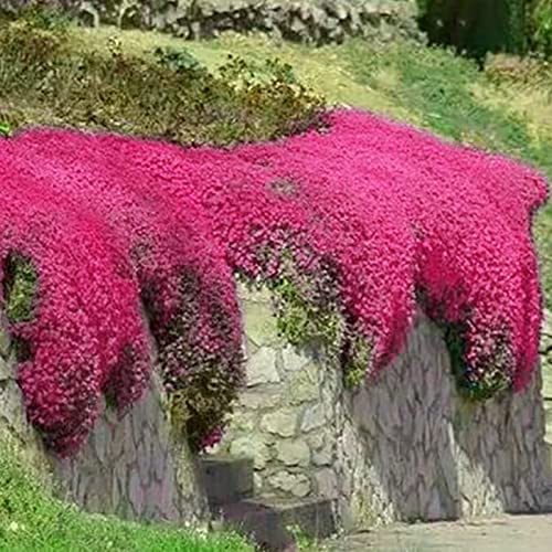 tinysiry Mehrfarbiger schleichender Thymian Samen Gartenwerkzeug, 200 Stück/Beutel Blumensamen zum Pflanzen von Gartenterrassen, Mix Annual Garden UK Seeds 2er-Pack von tinysiry