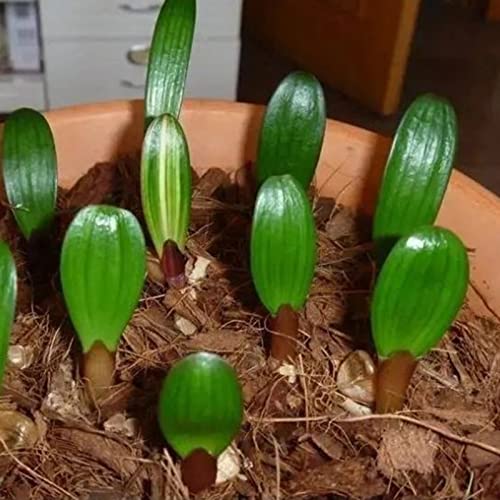 tinysiry Topf-Clivia-Blumensamen, Samen zum Pflanzen, schnelles Wachstum, Topf-Orchideen-Blumensamen, Garten, vier Jahreszeiten, die Blumensamen säen 10 von tinysiry