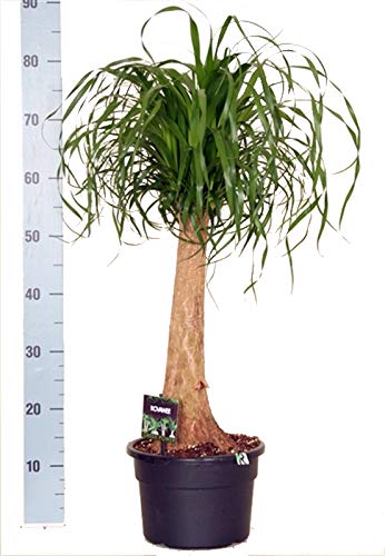 Elefantenfuß, (Beaucarnea recurvata), pflegeleichte Zimmerpflanze (23cm Topf, ca. 65-75cm hoch) von unsere-gaertnerei-mueller