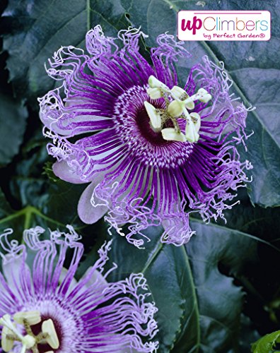 Winterharte Passionsblume, exotische Schönheit, (Passiflora caerulea), ca. 65cm hoch im 15cm Topf, (Lila (Purple Haze)) von unsere-gaertnerei-mueller