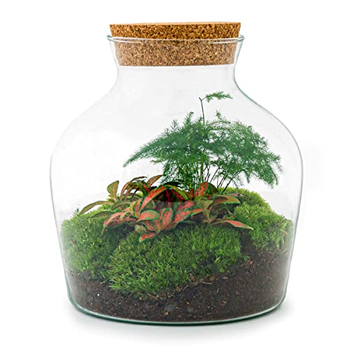 Flaschengarten • Little Joe • Ökosystem mit Pflanzen im Glas • ↑ 21,5 cm - DIY - Terrarium Komplett Set - Pflanzenterrarium - urbanjngl | Terrarium Package von urbanjngl