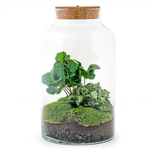 Flaschengarten • Milky Coffea led • Pflanzen im Glas mit Licht • ↑ 31 cm - DIY - Terrarium Komplett Set - Pflanzenterrarium - urbanjngl | Terrarium kit von urbanjngl