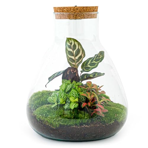 Flaschengarten • Sam Calathea • Pflanzen im Glas mit Licht • ↑ 30 cm - DIY - Terrarium Komplett Set - Pflanzenterrarium - urbanjngl | Terrarium kit von urbanjngl