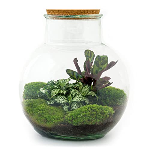 Flaschengarten • Teddy • Ökosystem mit Pflanzen im Glas • ↑ 26,5 cm - DIY - Terrarium Komplett Set - Pflanzenterrarium - urbanjngl | Terrarium Package von urbanjngl