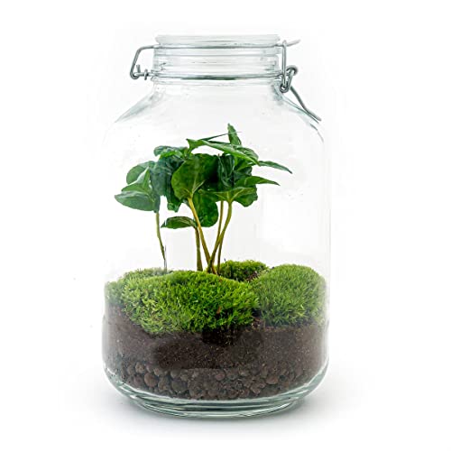 Jar Flaschengarten Paket • Coffea Arabica • Ökosystem mit Pflanzen im Glas • ↑ 28 cm - DIY - Terrarium Komplett Set - Pflanzenterrarium - urbanjngl | Terrarium Package von urbanjngl