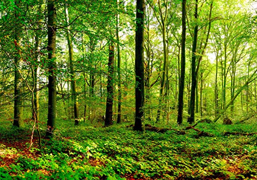 wandmotiv24 Fototapete Wald Blätter Natur, XXL 400 x 280 cm - 8 Teile, Wanddeko, Wandbild, Wandtapete, Grün, Blatt, Baum M5679 von wandmotiv24