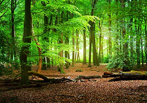wandmotiv24 Fototapete Wald Sommer Natur, L 300 x 210 cm - 6 Teile, Wanddeko, Wandbild, Wandtapete, grün, Bäume, Stamm M5667 von wandmotiv24