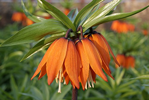 100 x Orangerote Kaiserkronen Samen Fritillaria Imperialis Aurora von www.Kaiserkronen.com