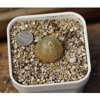 Pflanze -1 - Conophytum Burgeri von yongquanLITHOPS