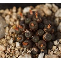 Pflanze - Conophytum Armianum von yongquanLITHOPS