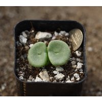 Pflanze - Conophytum Crateriforme von yongquanLITHOPS