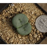 Pflanze - Conophytum Crateriforme von yongquanLITHOPS