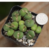 Pflanze - Conophytum Minutum Pearsonii von yongquanLITHOPS