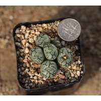 Pflanze - Conophytum Obcordellum von yongquanLITHOPS