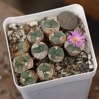 Pflanze - Conophytum Pellucidum von yongquanLITHOPS