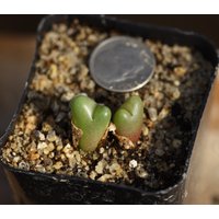 Pflanze - Conophytum Roodiae von yongquanLITHOPS
