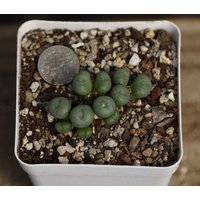 Pflanze - Conophytum von yongquanLITHOPS