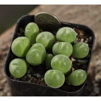 Pflanze - Gibbaeum Pilosulum Vollen Topf von yongquanLITHOPS