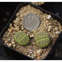 Pflanze - Lithops Gracilidelineata "Vertigo' Topf von yongquanLITHOPS