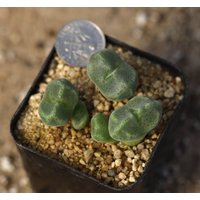 Pflanze -Volltopf - Conophytum Ernstii Cerebellum von yongquanLITHOPS