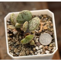 Pflanzen - Adromischus Marianiae Halli Cr 1235 von yongquanLITHOPS