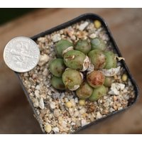 Pflanzlicher Volltopf Conophytum Brunneum von yongquanLITHOPS