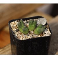 Pflanzen-Volltopf - Conophytum.marginatum Karamoepense Arm955D von yongquanLITHOPS